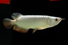 画像5: 過背金龍　NO.9（イーロン産） (5)