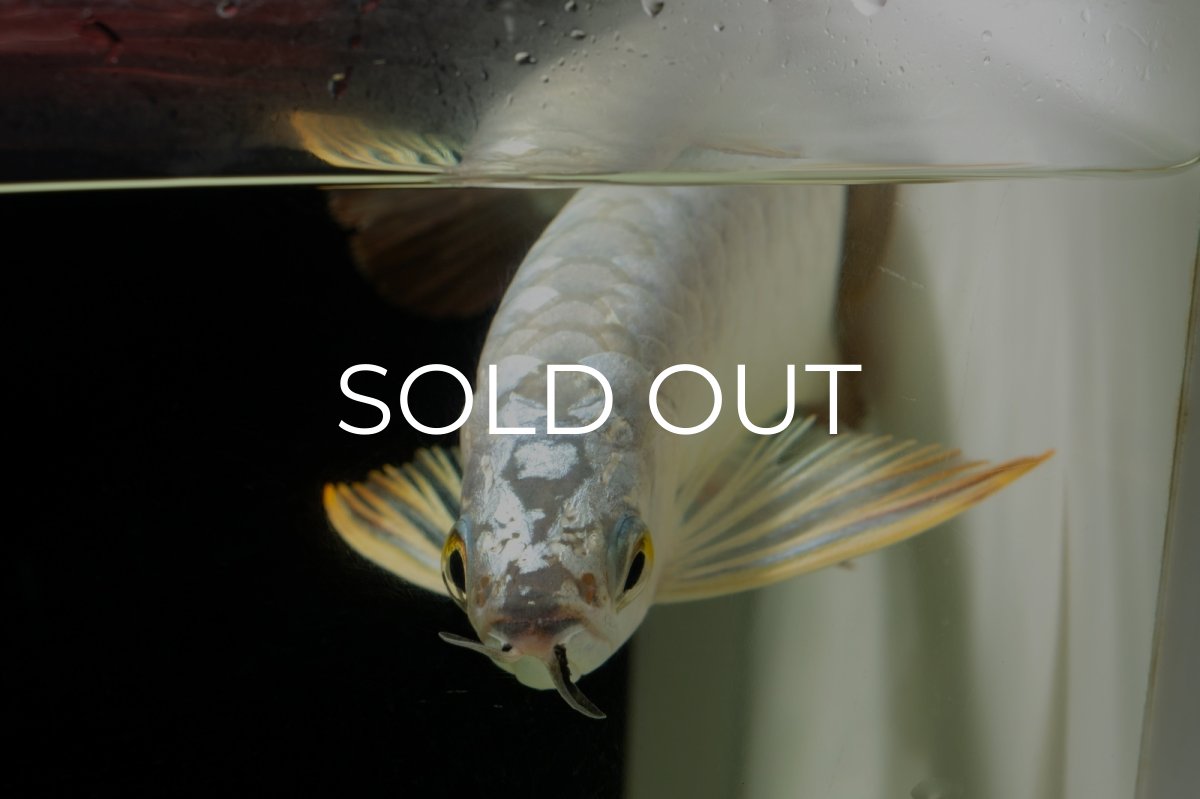 画像9: 過背金龍　NO.9（イーロン産） (9)