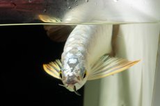 画像9: 過背金龍　NO.9（イーロン産） (9)