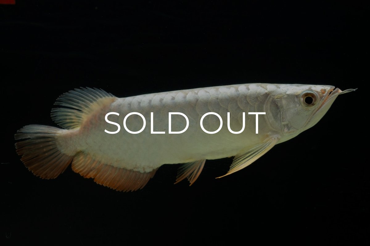 画像3: 過背金龍　NO.9（イーロン産） (3)