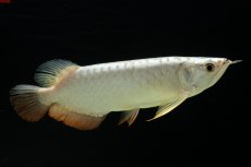 画像3: 過背金龍　NO.9（イーロン産） (3)