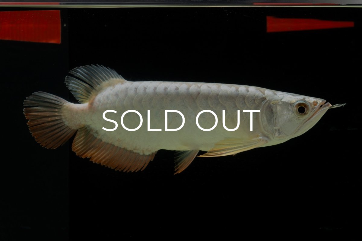 画像1: 過背金龍　NO.9（イーロン産） (1)