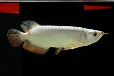 画像1: 過背金龍　NO.9（イーロン産） (1)