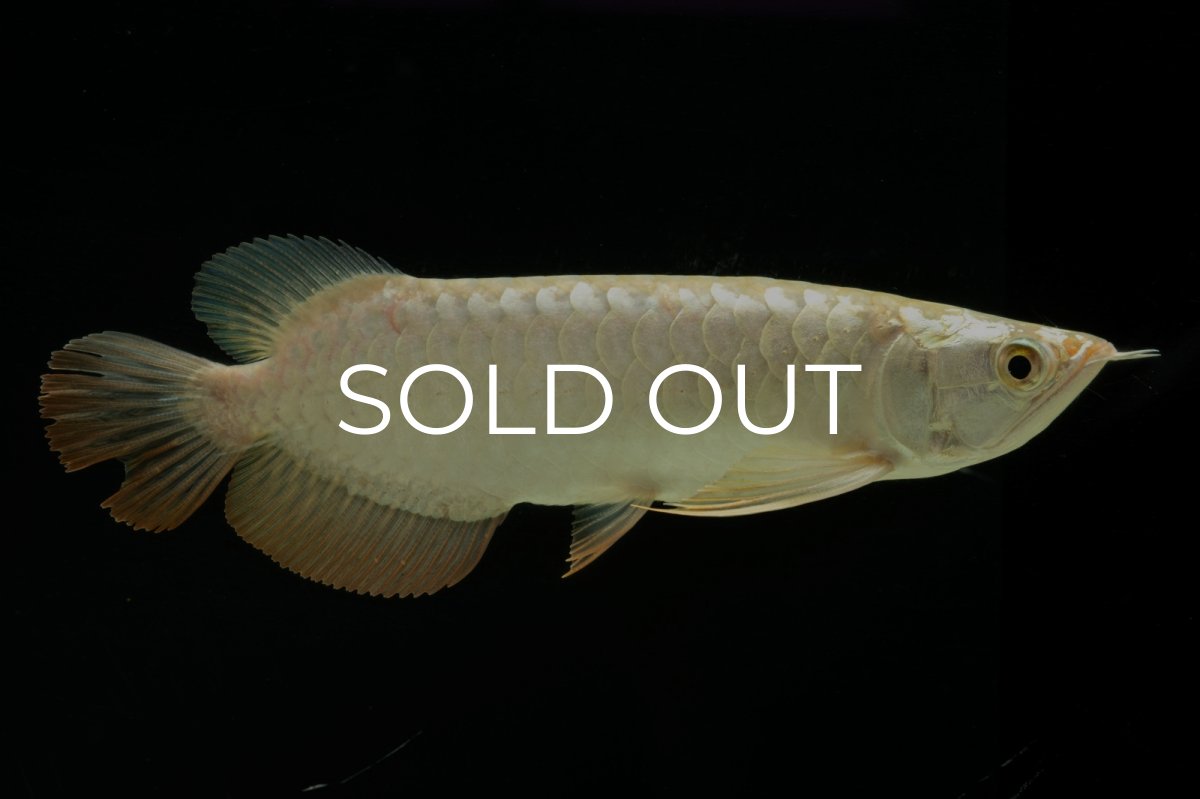 画像3: 過背金龍　NO.10（イーロン産） (3)