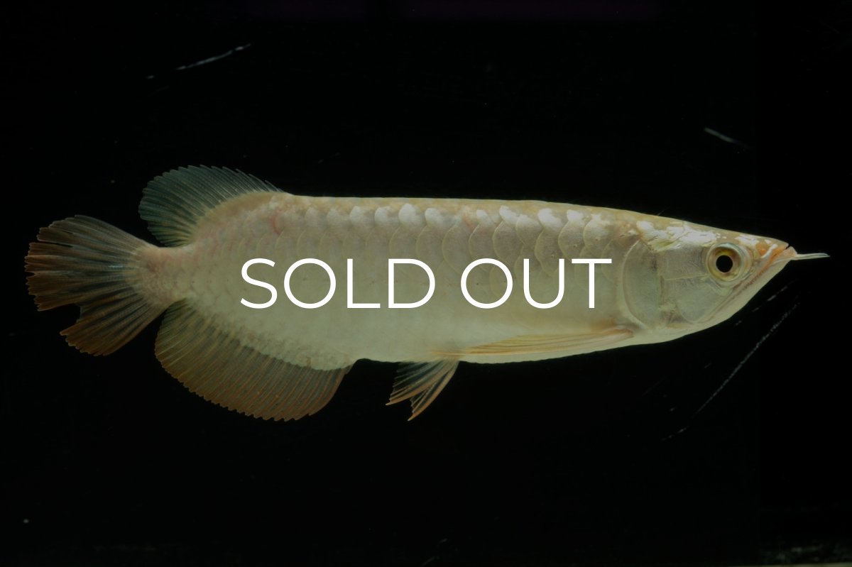 画像1: 過背金龍　NO.10（イーロン産） (1)