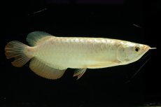 画像1: 過背金龍　NO.10（イーロン産） (1)