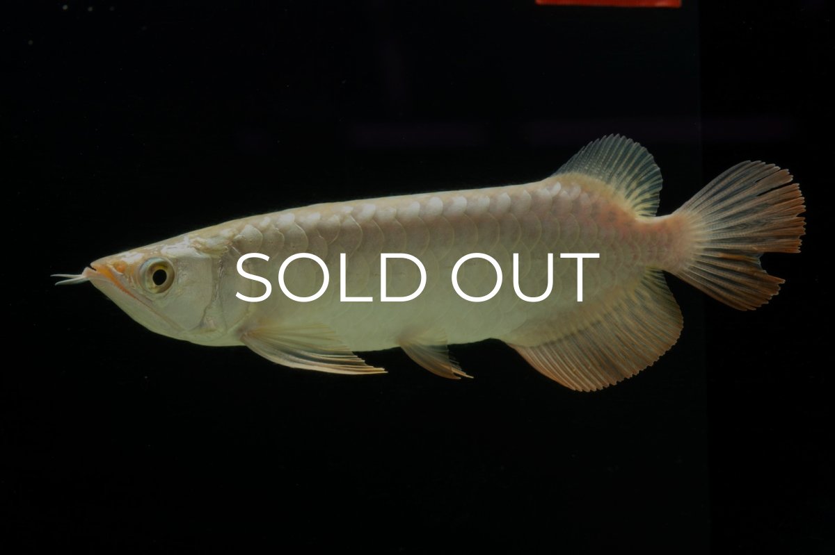 画像4: 過背金龍　NO.10（イーロン産） (4)