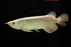 画像4: 過背金龍　NO.10（イーロン産） (4)