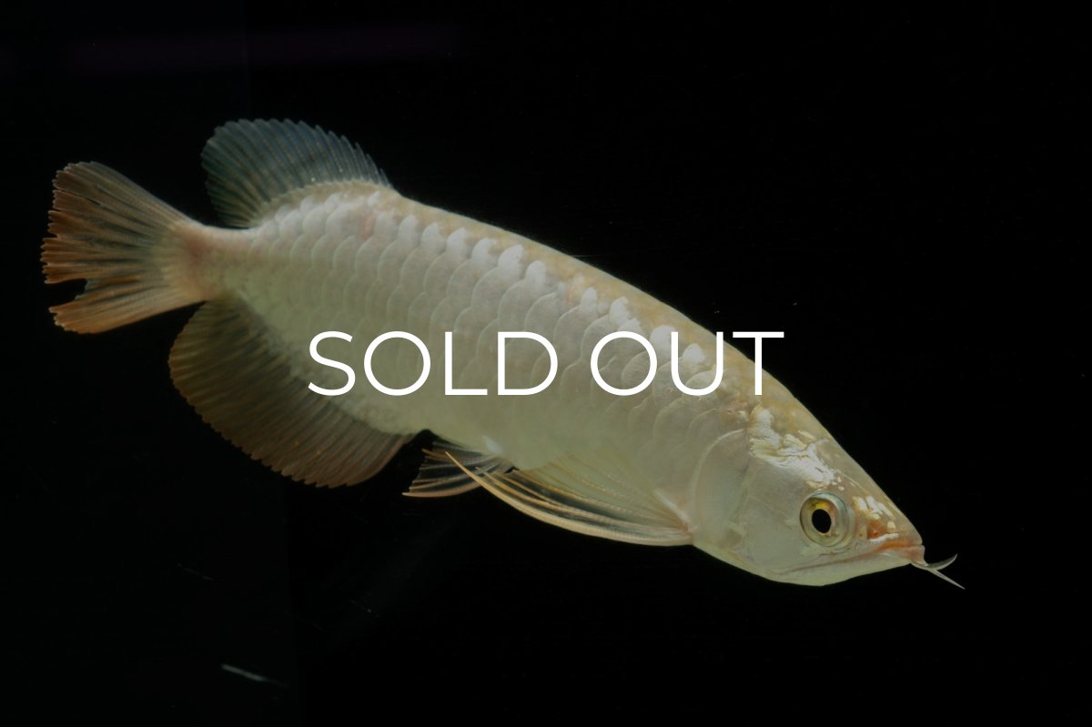 画像10: 過背金龍　NO.10（イーロン産） (10)