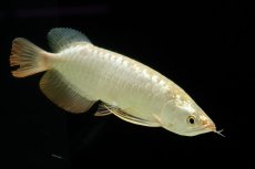 画像10: 過背金龍　NO.10（イーロン産） (10)