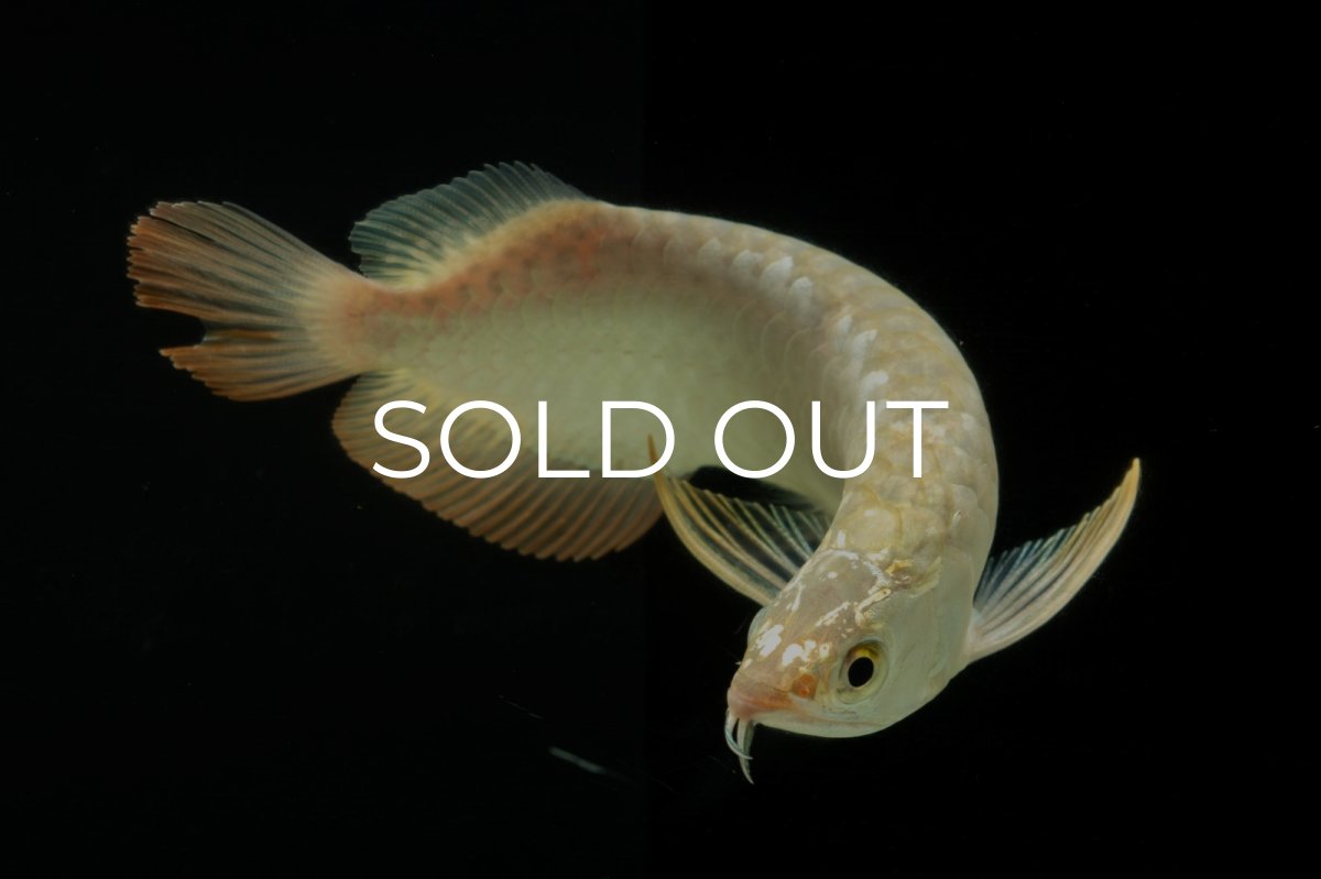 画像11: 過背金龍　NO.10（イーロン産） (11)