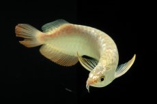 画像11: 過背金龍　NO.10（イーロン産） (11)