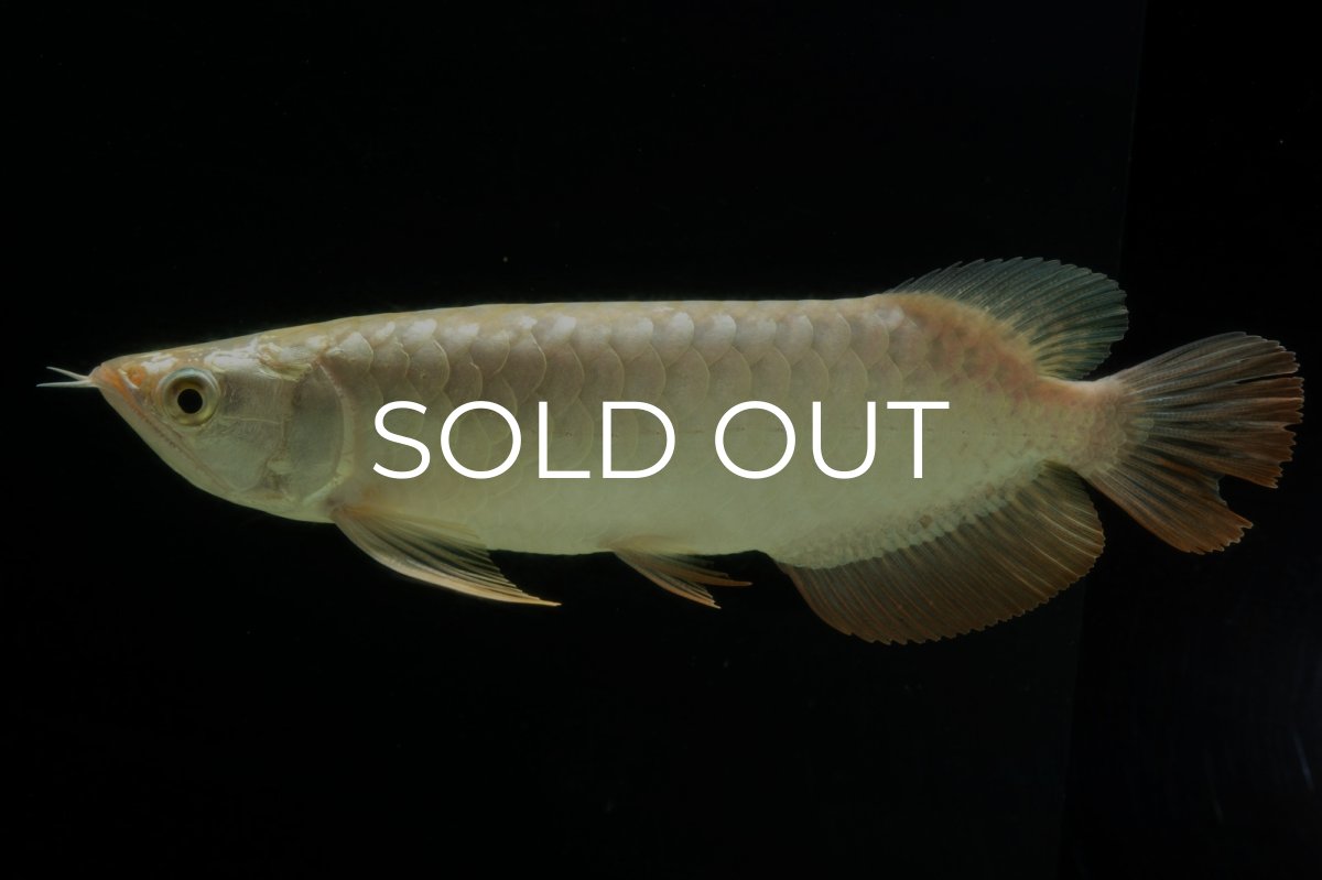 画像9: 過背金龍　NO.10（イーロン産） (9)