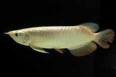 画像9: 過背金龍　NO.10（イーロン産） (9)