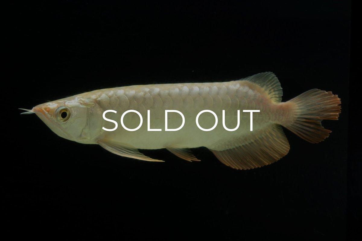 画像6: 過背金龍　NO.10（イーロン産） (6)