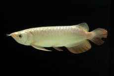 画像6: 過背金龍　NO.10（イーロン産） (6)