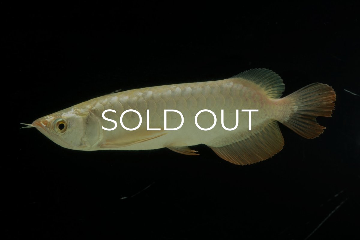 画像8: 過背金龍　NO.10（イーロン産） (8)