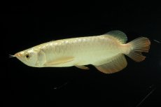 画像8: 過背金龍　NO.10（イーロン産） (8)