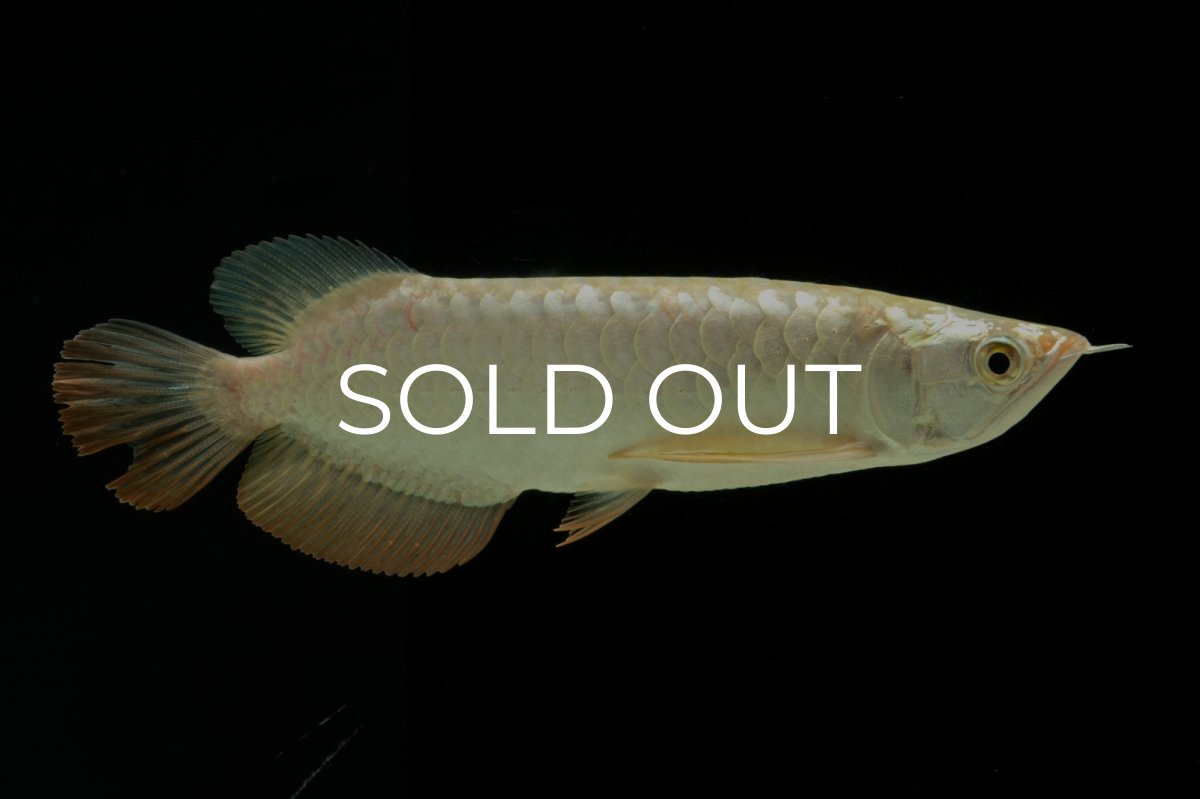 画像5: 過背金龍　NO.10（イーロン産） (5)