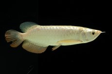 画像5: 過背金龍　NO.10（イーロン産） (5)