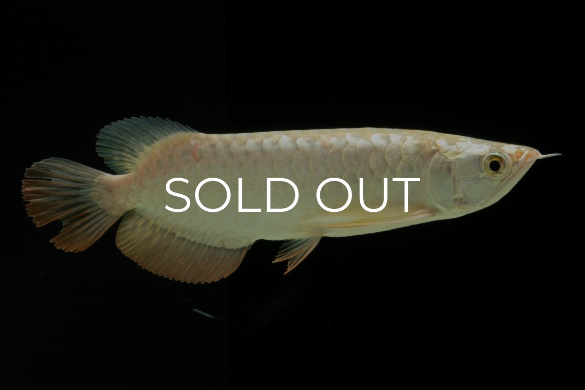 画像7: 過背金龍　NO.10（イーロン産） (7)