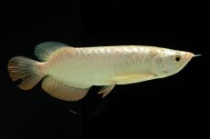 画像7: 過背金龍　NO.10（イーロン産） (7)