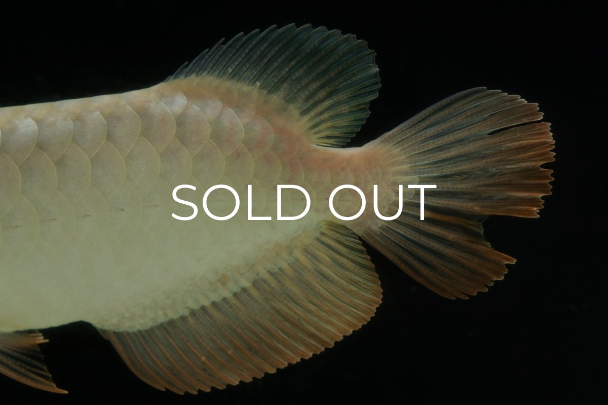 画像15: 過背金龍　NO.10（イーロン産） (15)