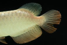 画像15: 過背金龍　NO.10（イーロン産） (15)