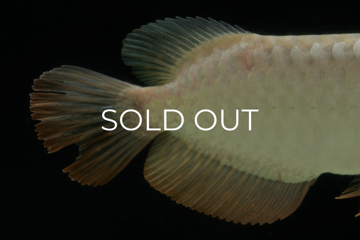 画像14: 過背金龍　NO.10（イーロン産） (14)