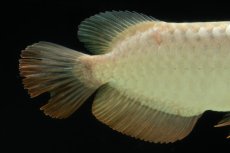 画像14: 過背金龍　NO.10（イーロン産） (14)