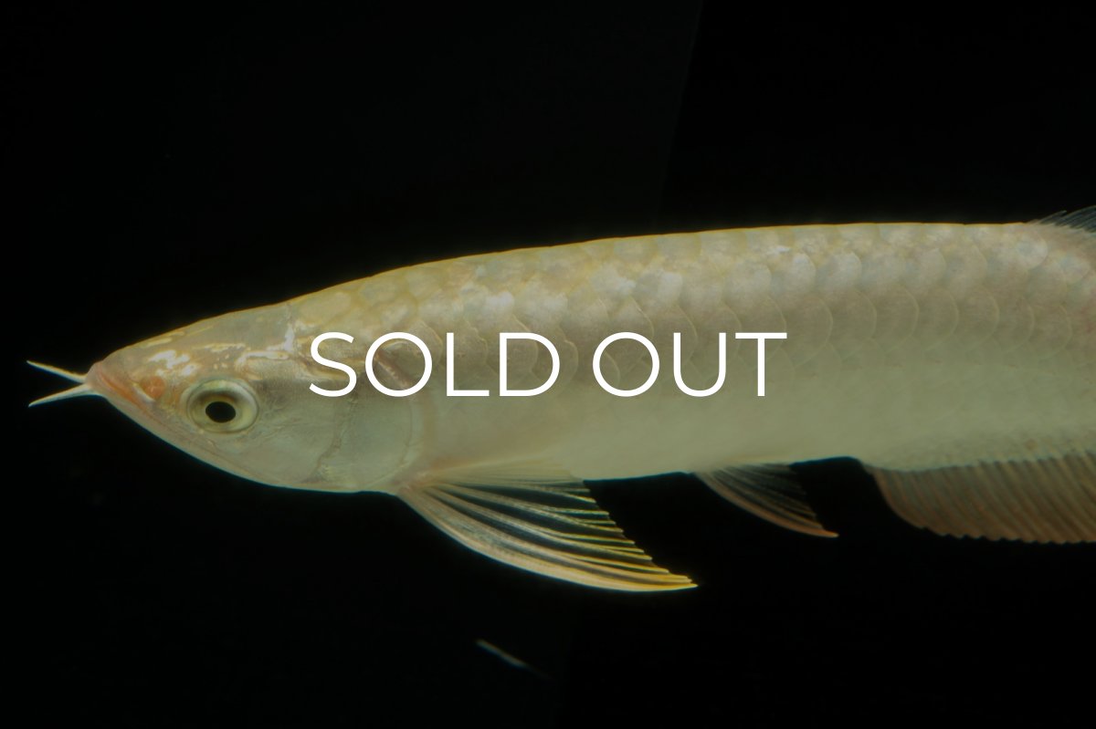 画像13: 過背金龍　NO.10（イーロン産） (13)