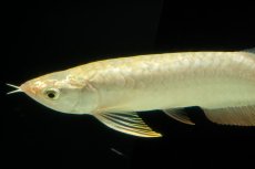 画像13: 過背金龍　NO.10（イーロン産） (13)