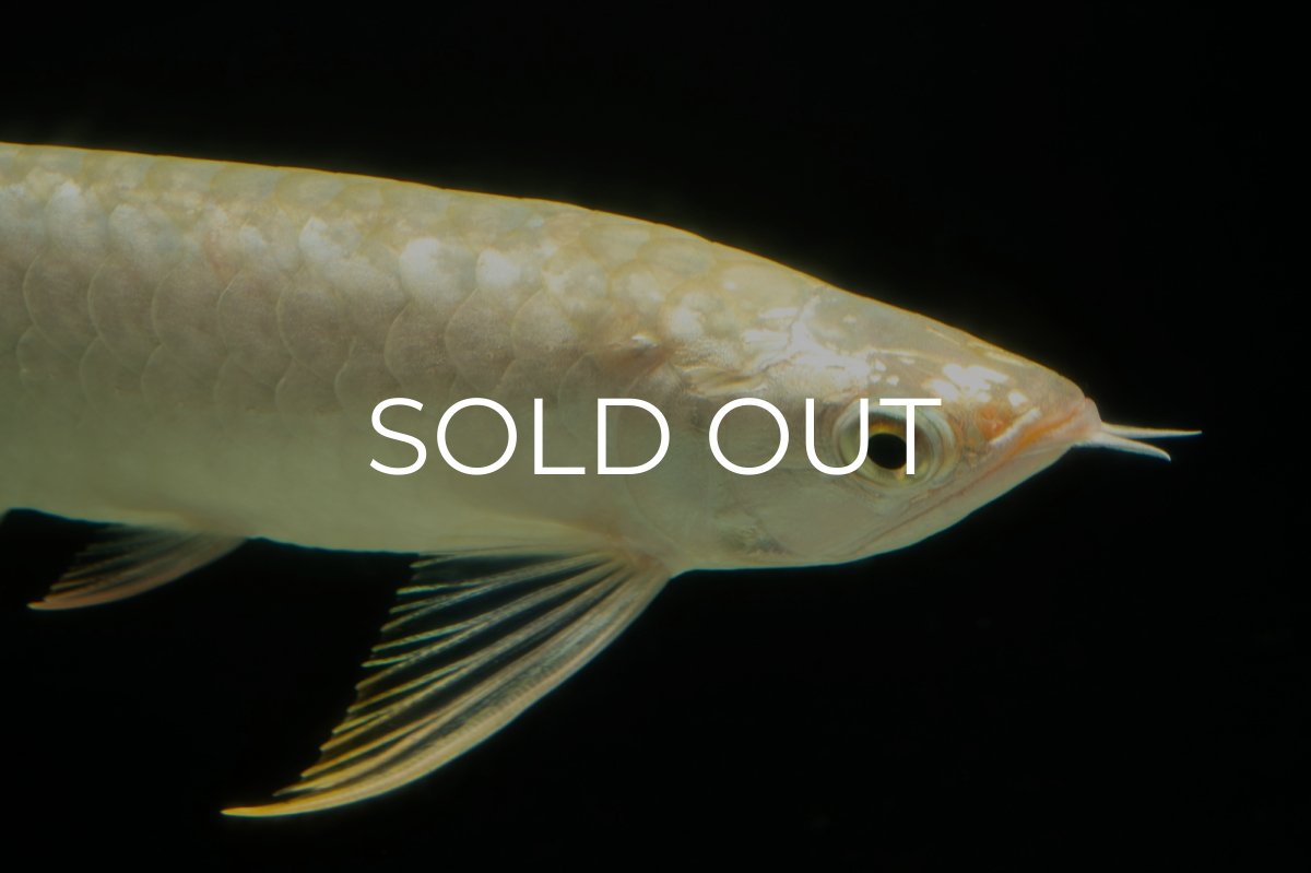 画像12: 過背金龍　NO.10（イーロン産） (12)