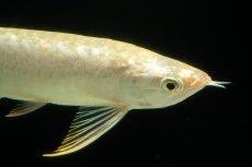 画像12: 過背金龍　NO.10（イーロン産） (12)