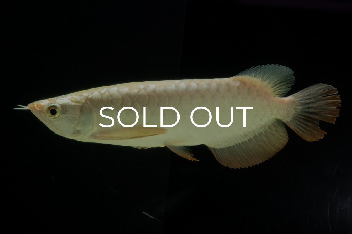 画像2: 過背金龍　NO.10（イーロン産） (2)