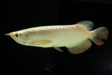 画像2: 過背金龍　NO.10（イーロン産） (2)