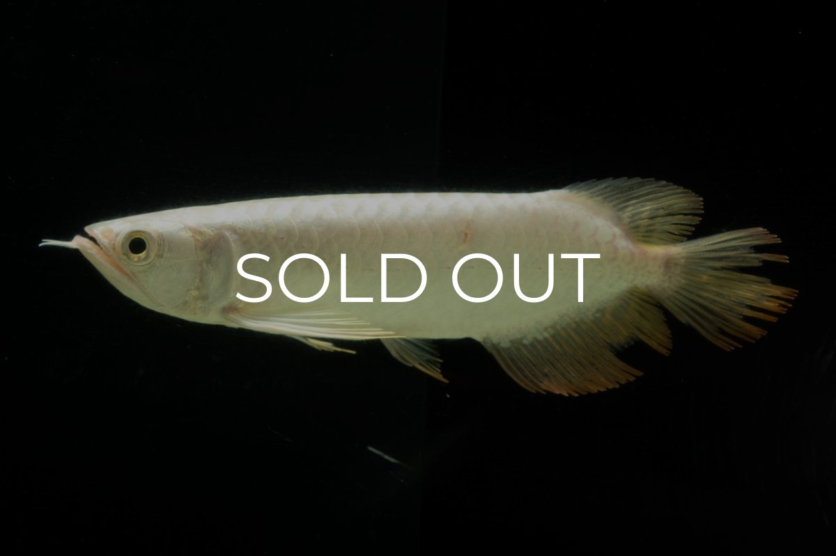 画像2: 過背金龍　NO.11（イーロン産） (2)