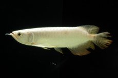 画像2: 過背金龍　NO.11（イーロン産） (2)