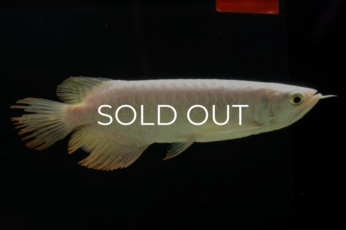 画像5: 過背金龍　NO.11（イーロン産） (5)