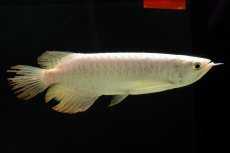 画像5: 過背金龍　NO.11（イーロン産） (5)