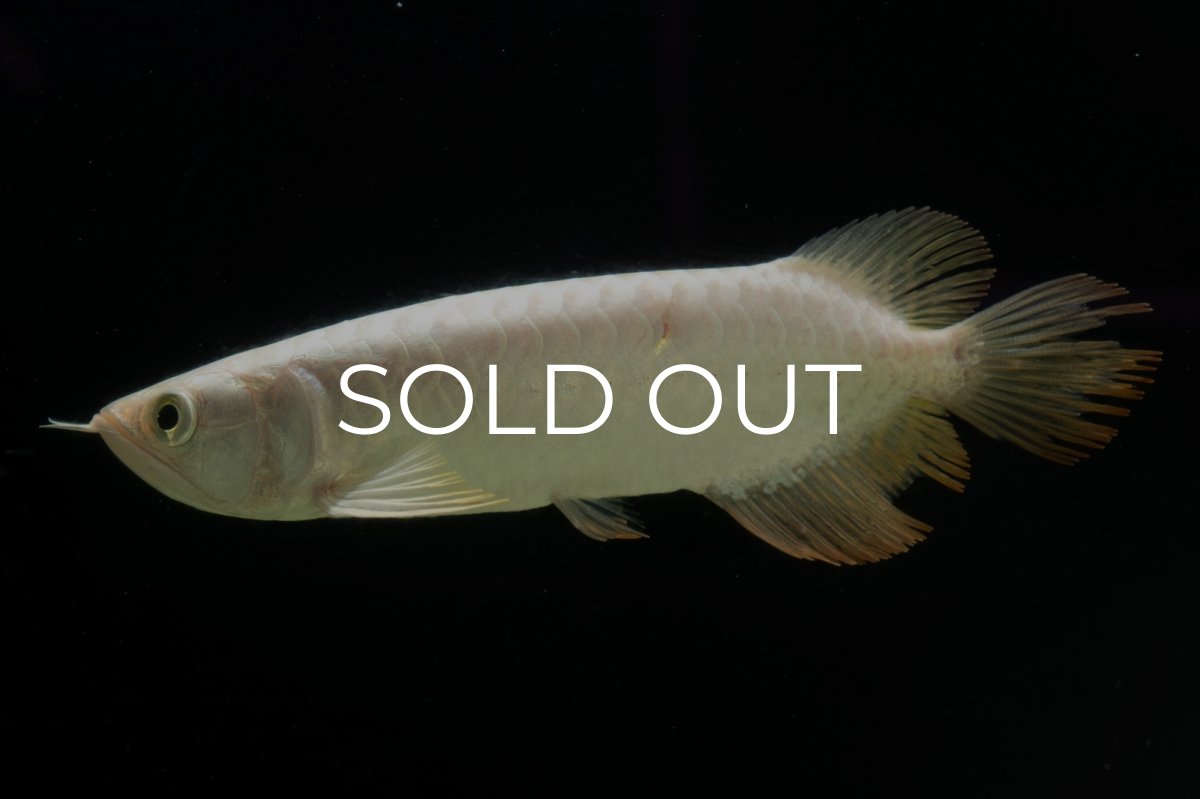 画像4: 過背金龍　NO.11（イーロン産） (4)