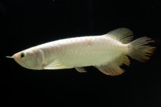 画像4: 過背金龍　NO.11（イーロン産） (4)