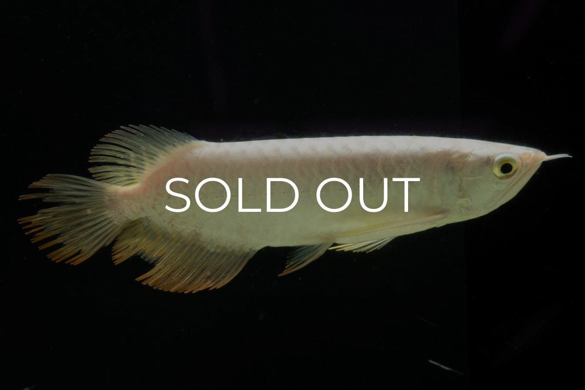 画像1: 過背金龍　NO.11（イーロン産） (1)