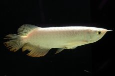 画像1: 過背金龍　NO.11（イーロン産） (1)