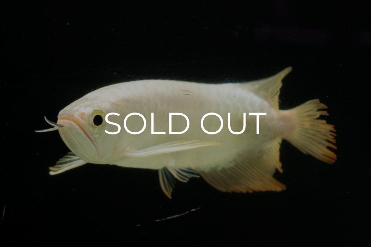 画像8: 過背金龍　NO.11（イーロン産） (8)