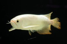 画像8: 過背金龍　NO.11（イーロン産） (8)