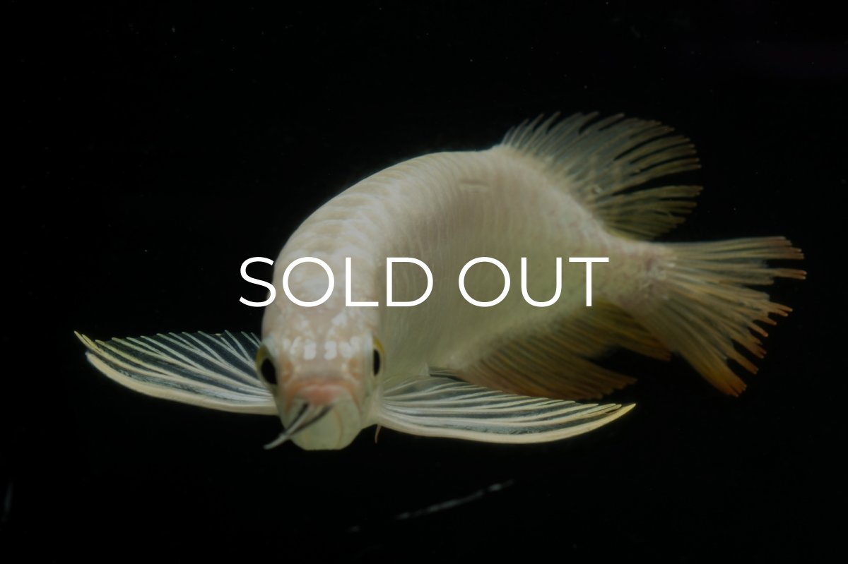 画像7: 過背金龍　NO.11（イーロン産） (7)