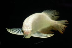 画像7: 過背金龍　NO.11（イーロン産） (7)