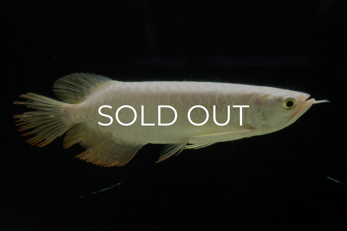 画像3: 過背金龍　NO.11（イーロン産） (3)