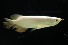 画像3: 過背金龍　NO.11（イーロン産） (3)